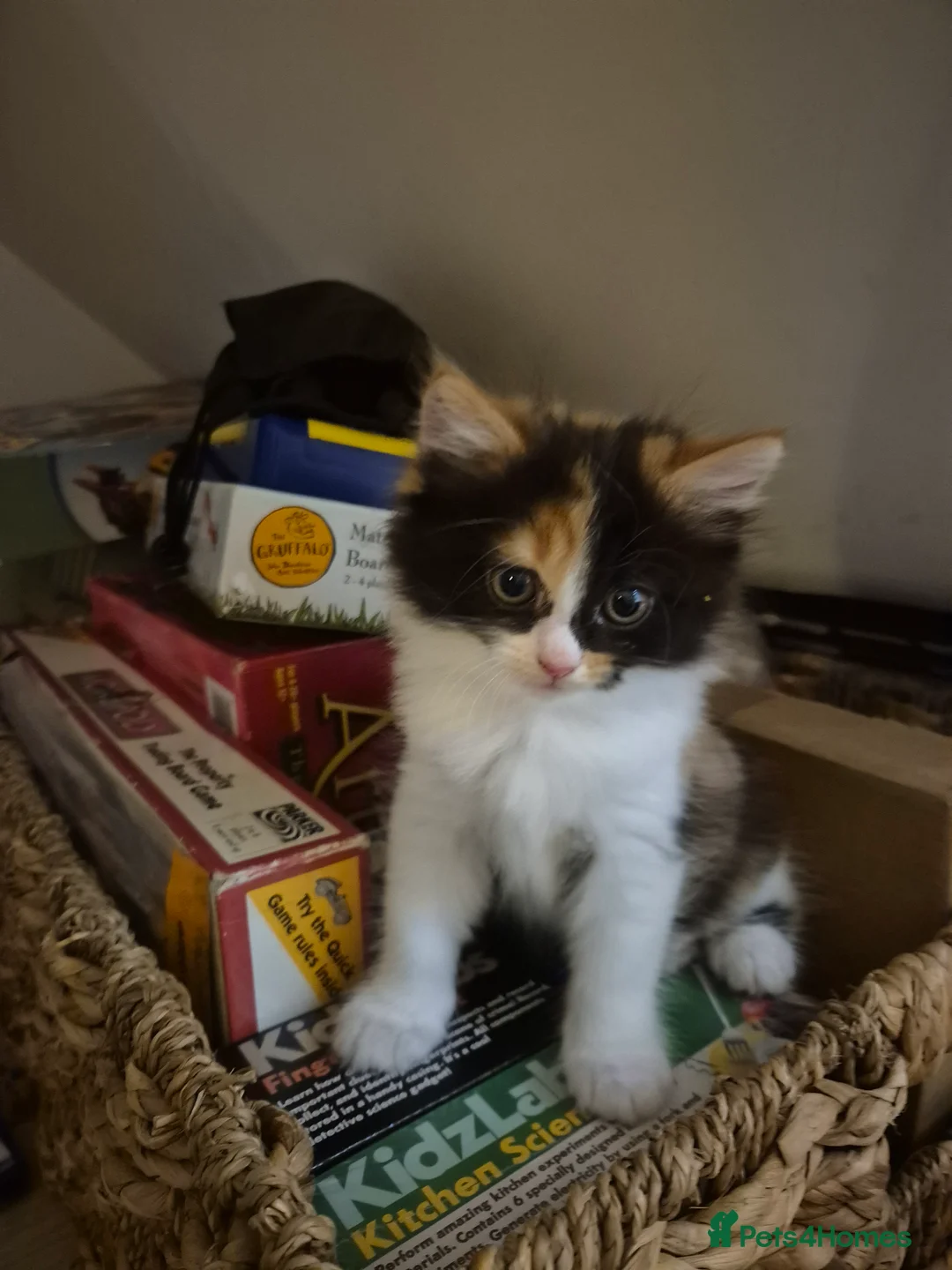 Mixed Breed cats for sale: 2 kittens for sale - Advert 2