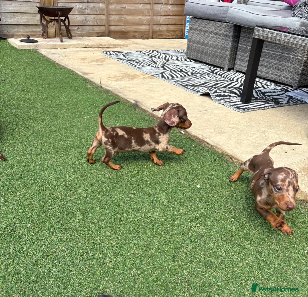Miniature Dachshund dogs for sale: Beautiful mini dapple and chocolate dachshund  - Image 13
