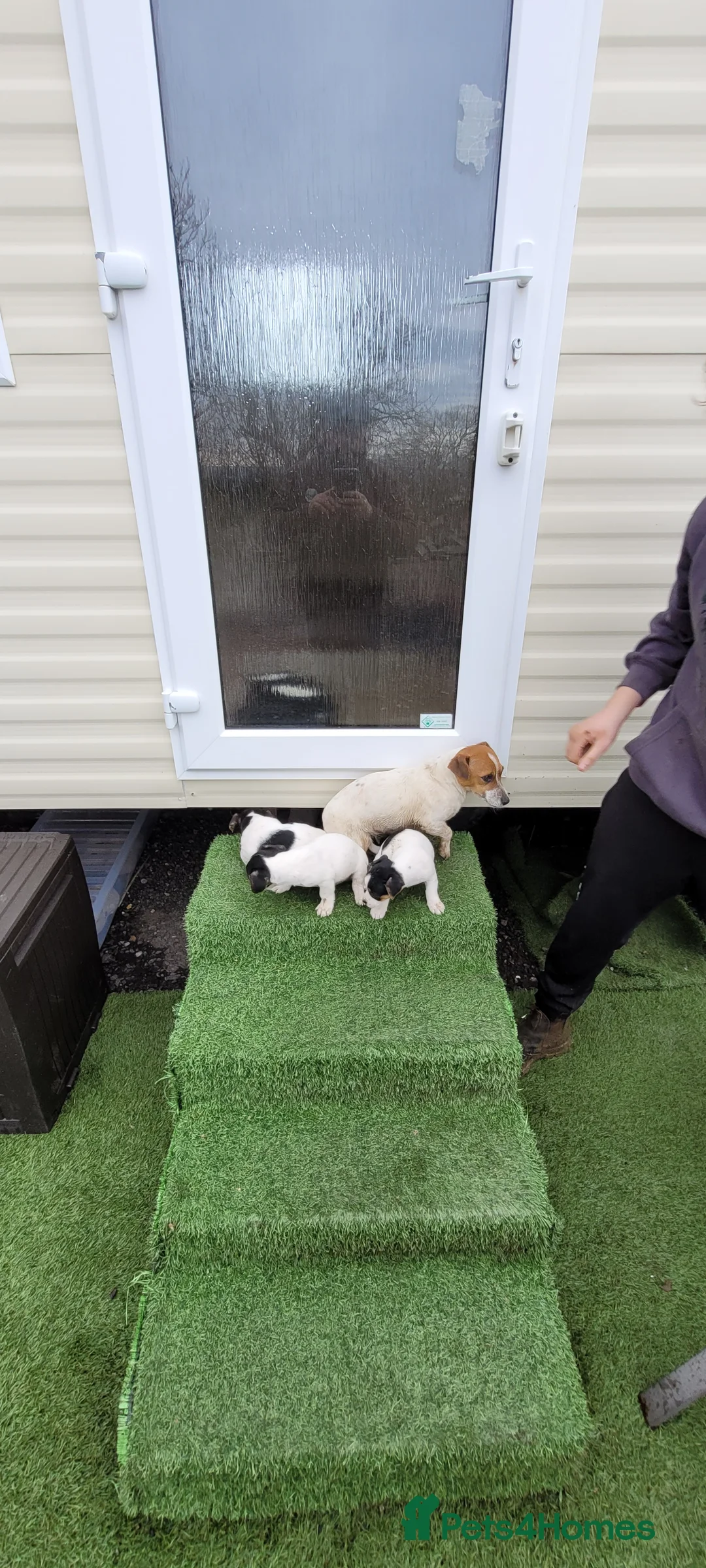 Jack Russell dogs for sale: Old fashioned short legged Jack russel pups!!! - Advert 5