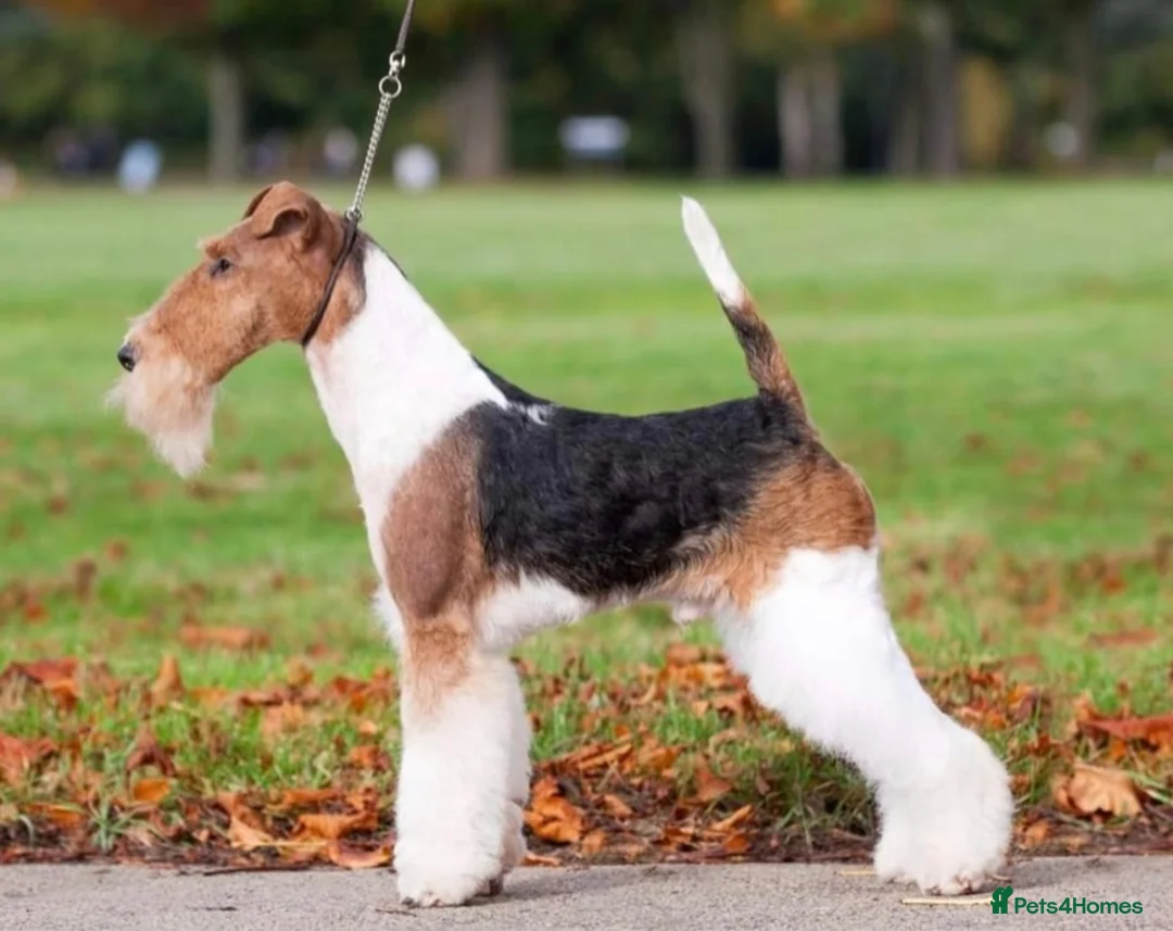 Fox Terrier dogs for stud: KC REG WIRE FOX TERRIER STUD in Todmorden - Advert 5