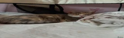 Mixed Breed cats for sale: Beautiful kittens - Advert 7