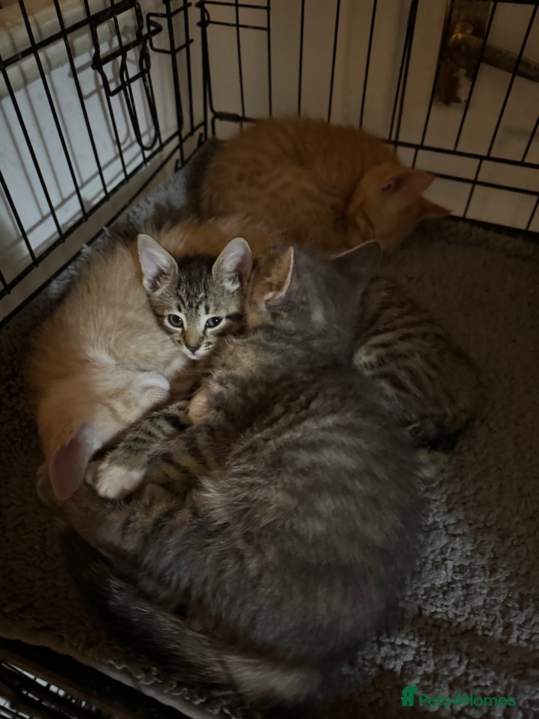 American Shorthair cats for sale: 4 stunning bsh x American short kittens avail - Image 8