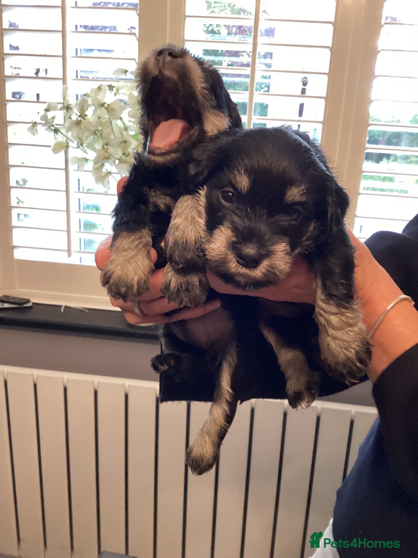 Miniature Schnauzer dogs Council licensed 5* Mini Schnauzer Breeders - Advert 1