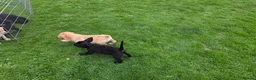 Labrador Retriever dogs for sale:  LAbrador Puppies For Sale - Advert 9
