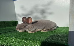 Rex rabbits for sale: Mini Rex's available soon - Image 4