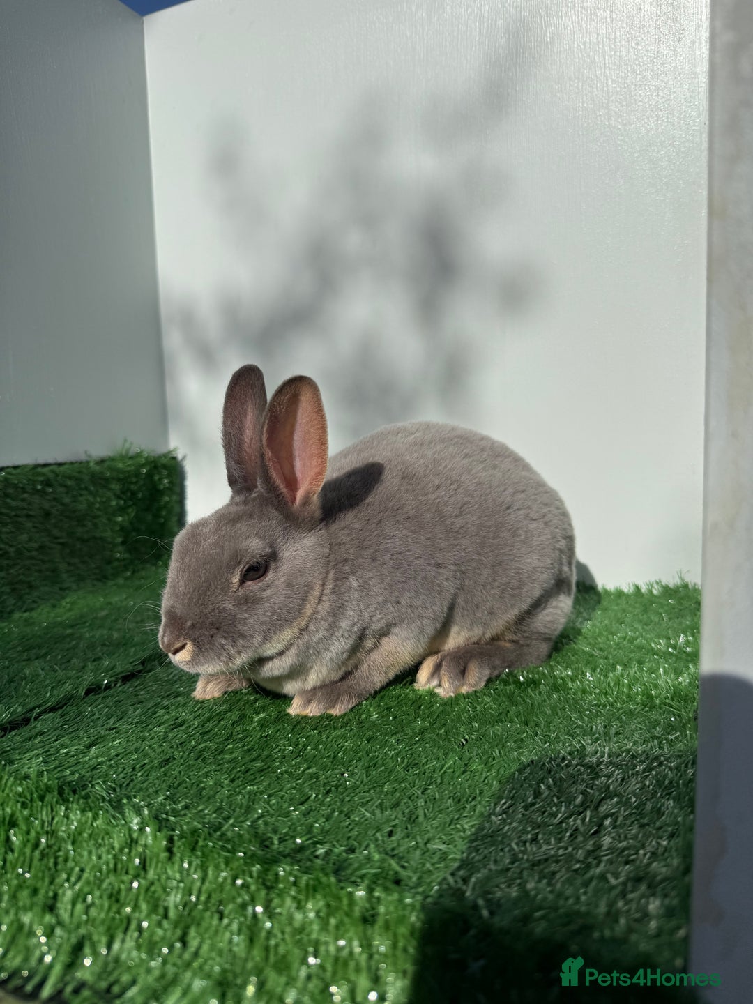 Rex rabbits for sale: Mini Rex's available soon - Image 4