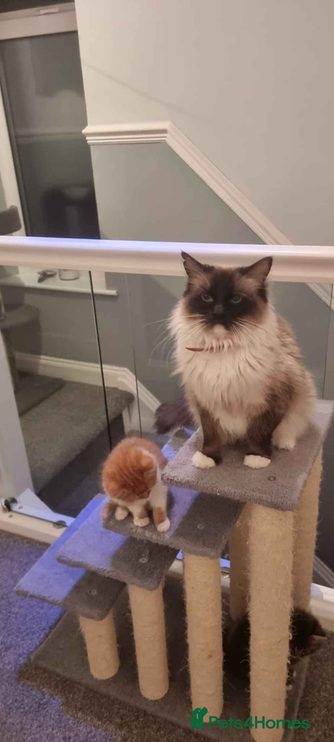 Bengal cats for sale: Ragdoll × Bengal Kittens - Advert 8