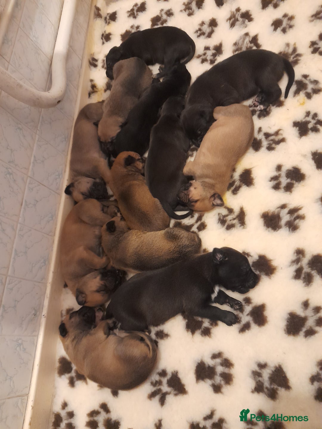 Mixed Breed dogs for sale: 12 beautiful baby's  - Image 1