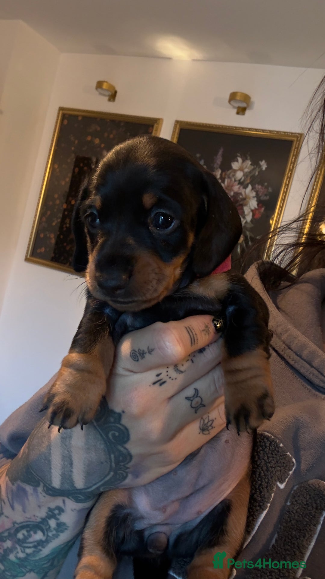 Miniature Dachshund dogs for sale: ⭐️OUTSTANDING MINI DACHSHUND PUPS⭐️  - Advert 5