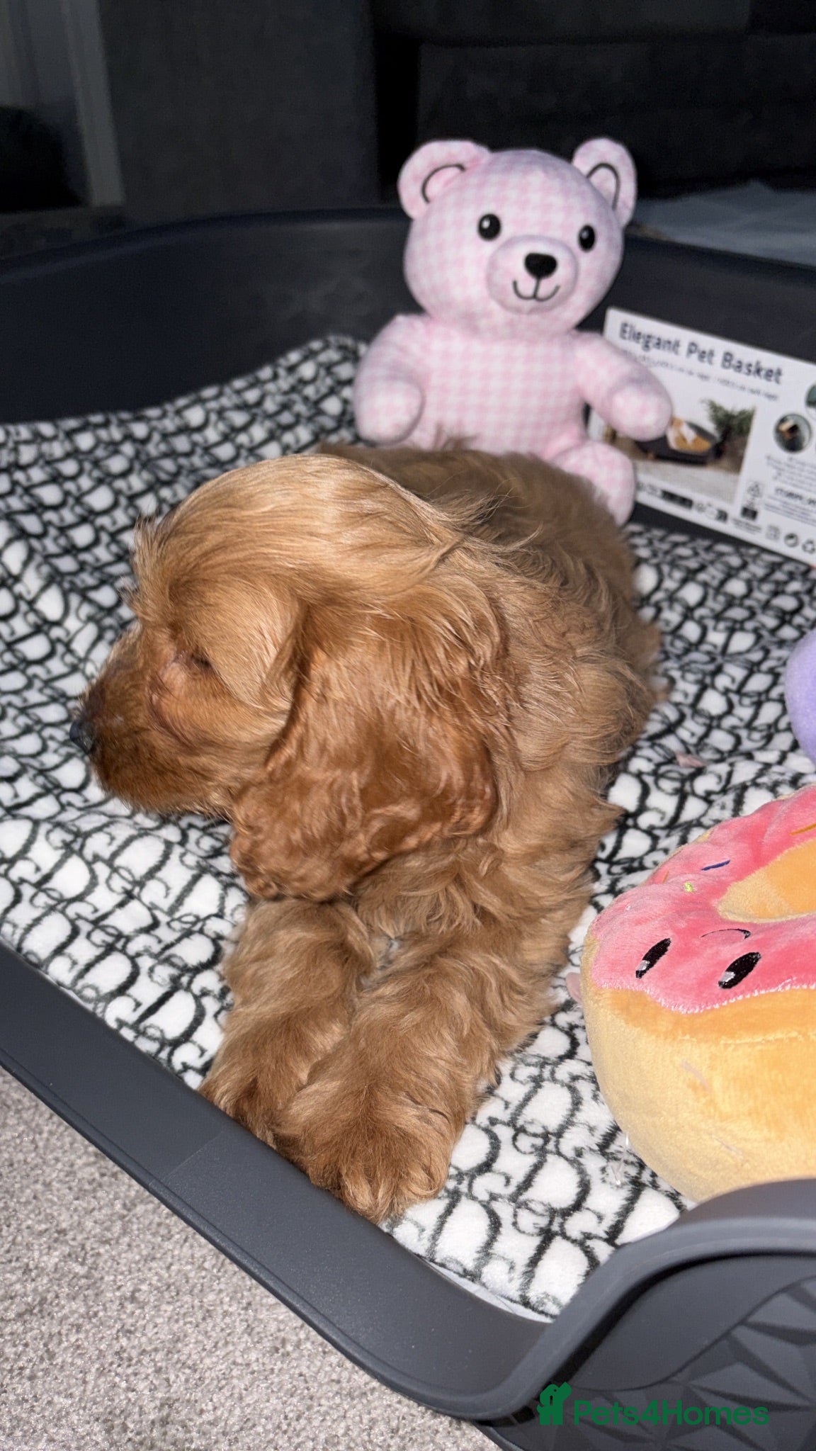 Cockapoo dogs Cockapoo pup - Advert 2