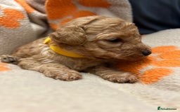Miniature Poodle dogs for sale: Miniture poodles - READY TO LEAVE!!   - Image 32