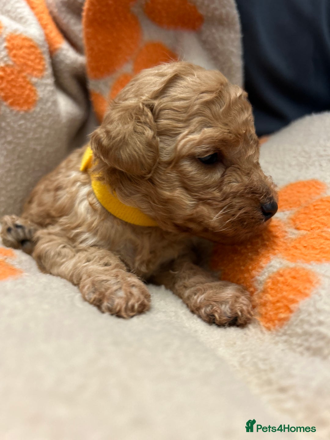 Miniature Poodle dogs for sale: Miniture poodles - READY TO LEAVE!!   - Image 32