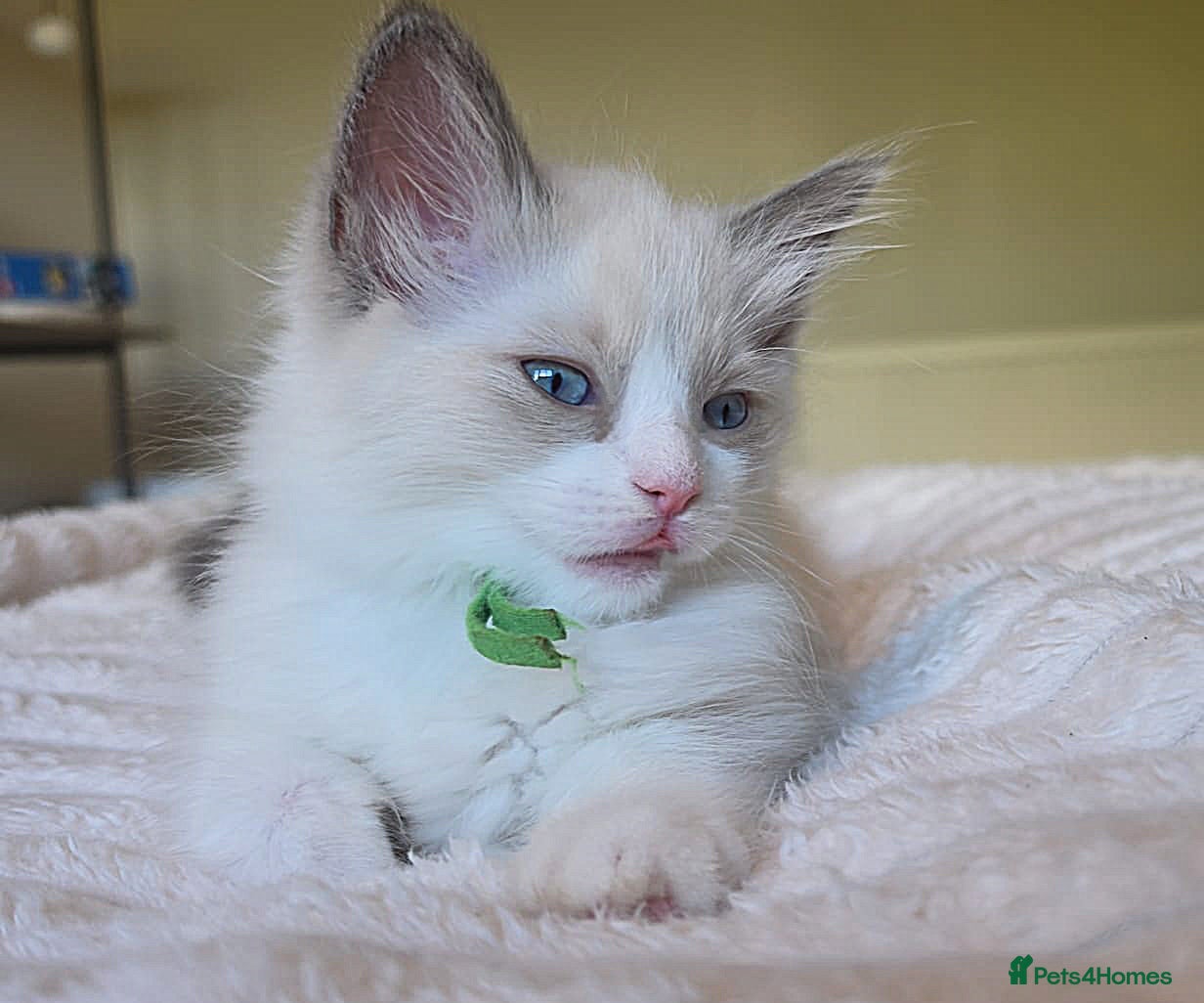 Ragdoll cats Exceptional Ragdoll Male – Cream Point Bicolor - Advert 13