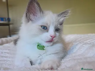 Ragdoll cats Exceptional Ragdoll Male – Cream Point Bicolor - Advert 13