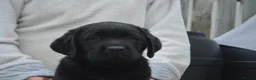 Labrador Retriever dogs for sale: Stunning Puppies From Show Winning Parents - Advert 19