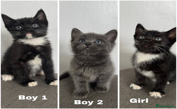 Mixed Breed cats - Advert 4