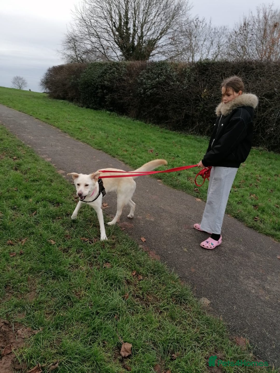Mixed Breed dogs for adoption: ❤️🐶 HONEY – Gentle Labrador Cross Girl ❤️🐶 - Advert 13