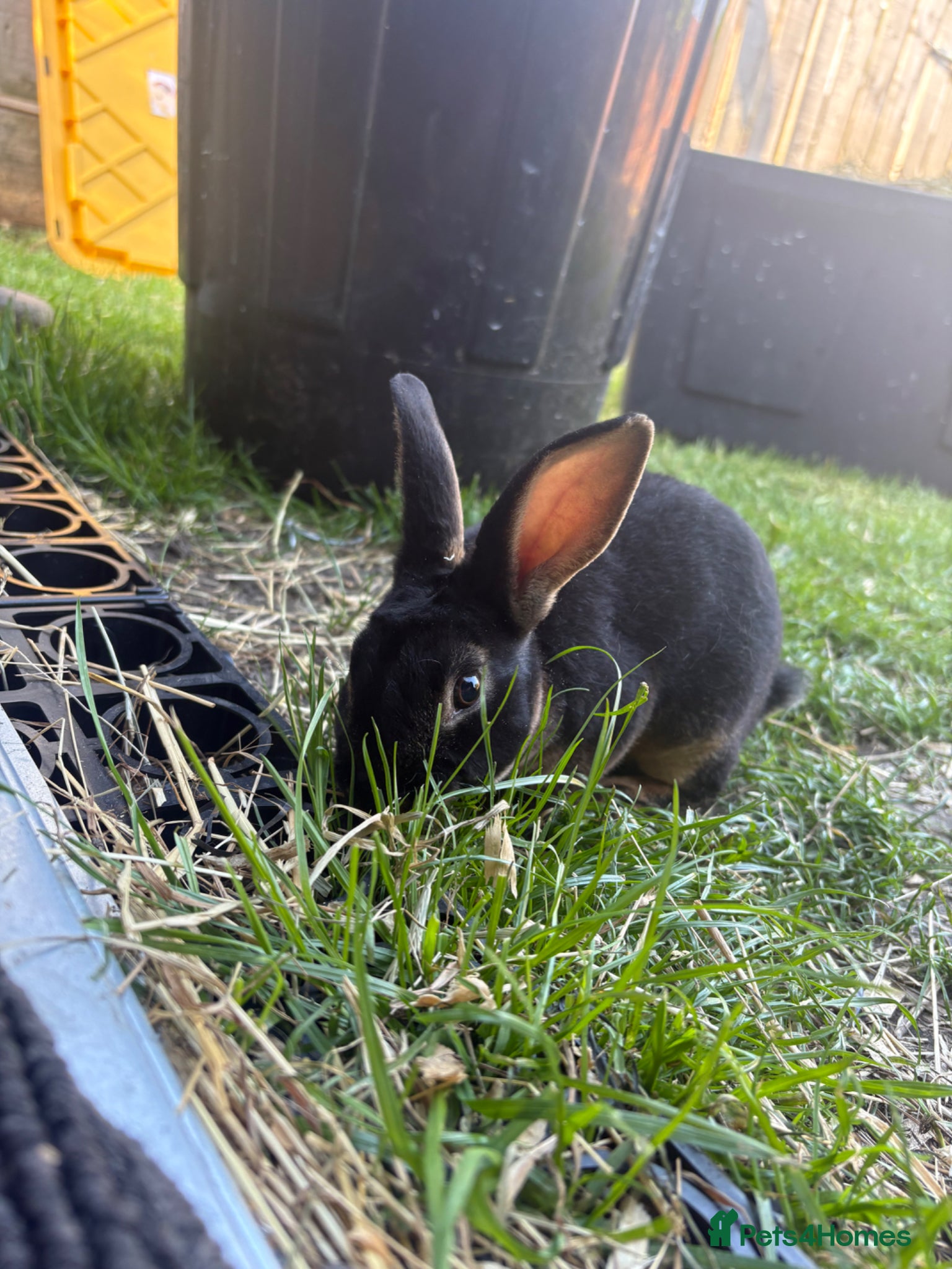 Rex rabbits Mini Rex buck - Advert 6