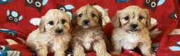 Cavapoo dogs for sale: Health tested cavapoo puppies - Advert 4