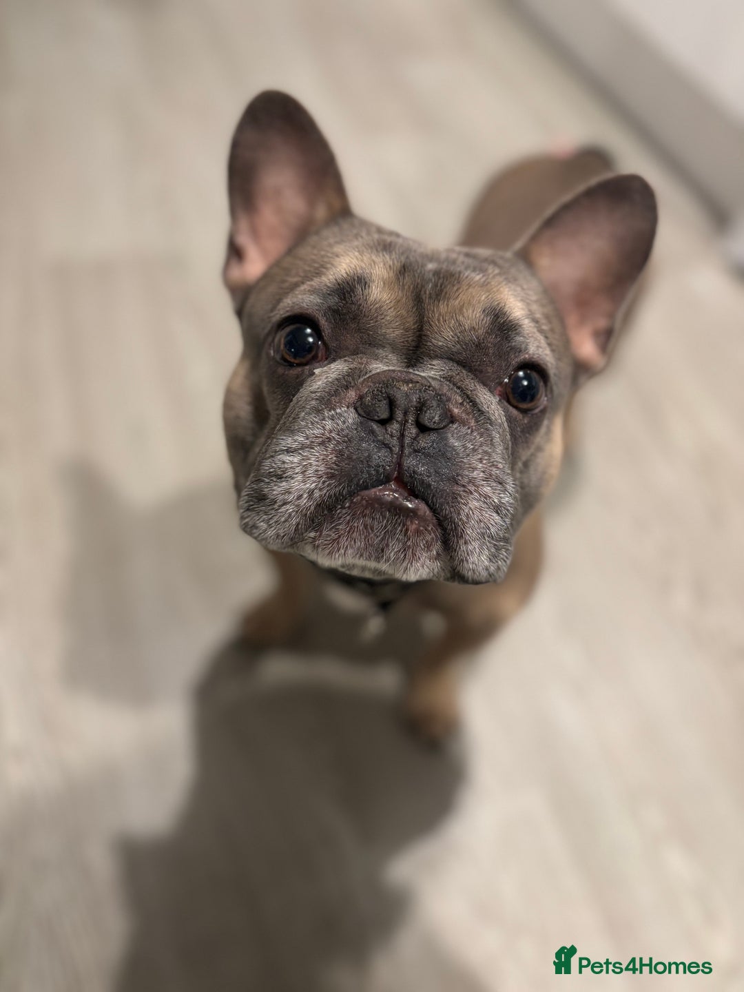 French Bulldog dogs for sale: Rocco- 4yr old French bulldog male  - Advert 4