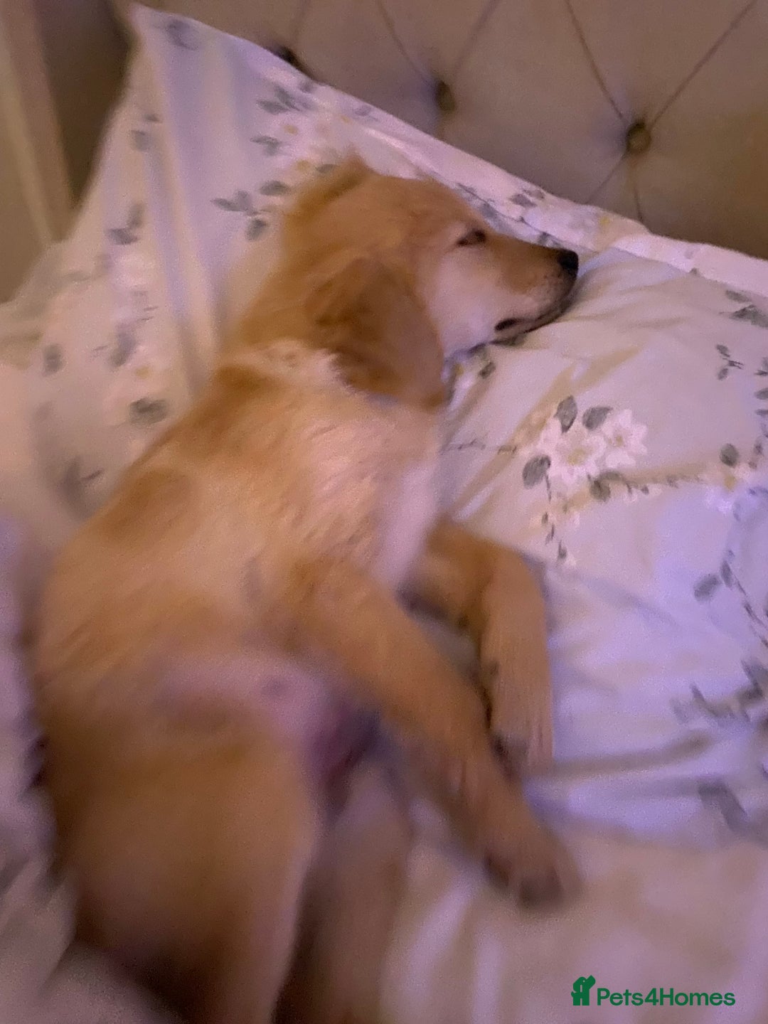 Golden Retriever dogs for sale: Arlo  - Advert 6