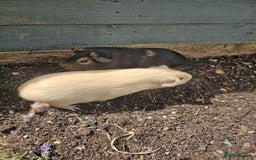 Guinea Pig rodents for sale: Two beautiful guinea pig brothers available - Image 3
