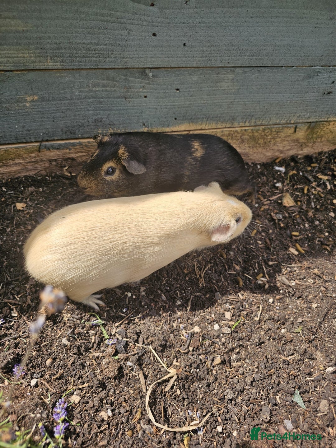Guinea Pig rodents for sale: Two beautiful guinea pig brothers available - Image 3