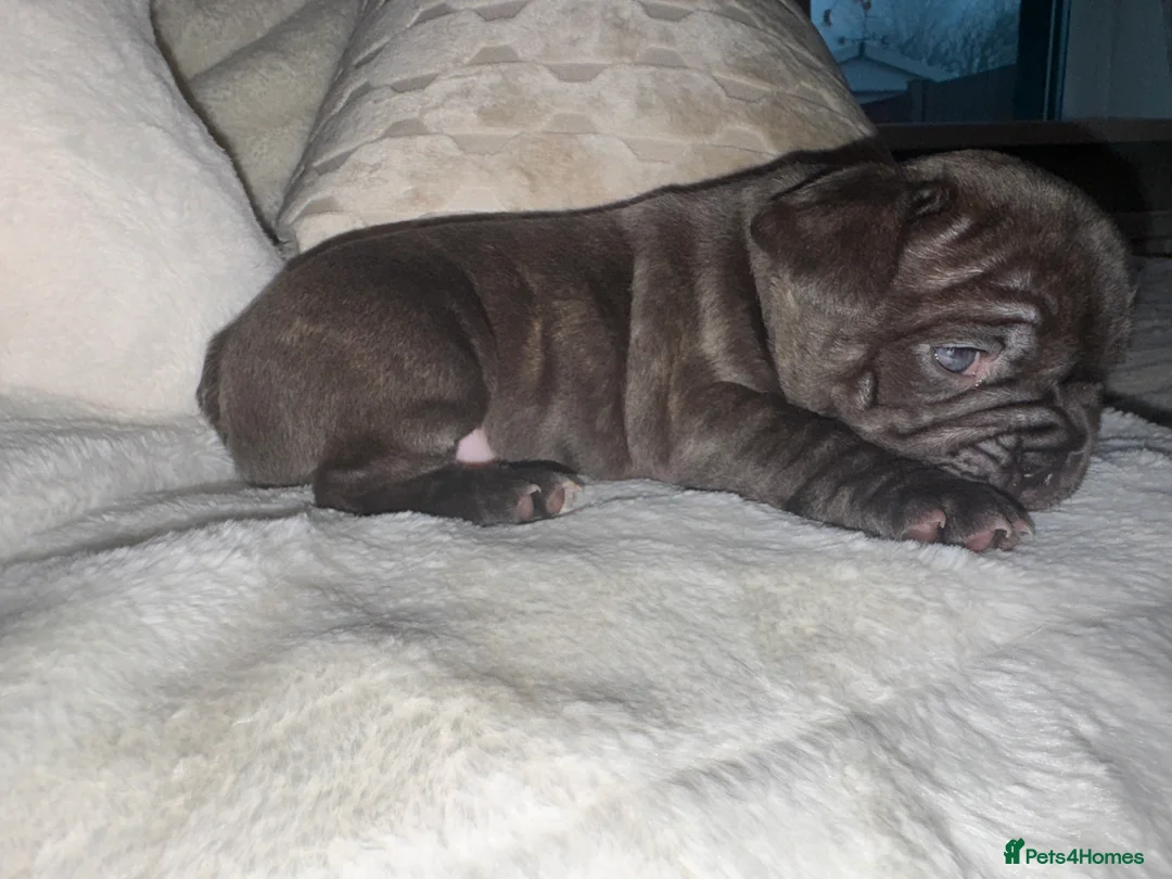 French Bulldog dogs for sale: 3 beautiful frenchie puppy’s - Advert 12