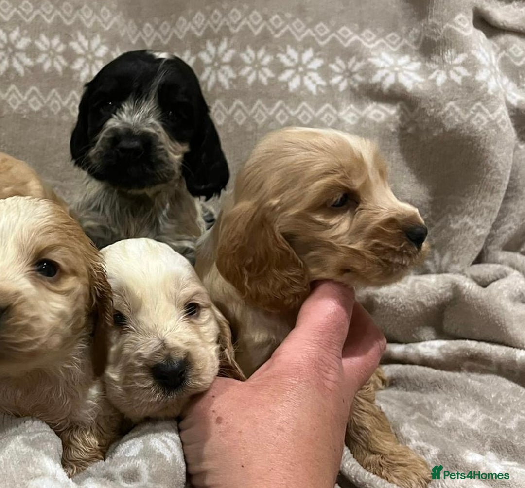 Cocker Spaniel dogs for sale: Cocker spaniel puppys - Image 5