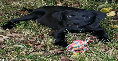 Labrador Retriever dogs - Advert 1
