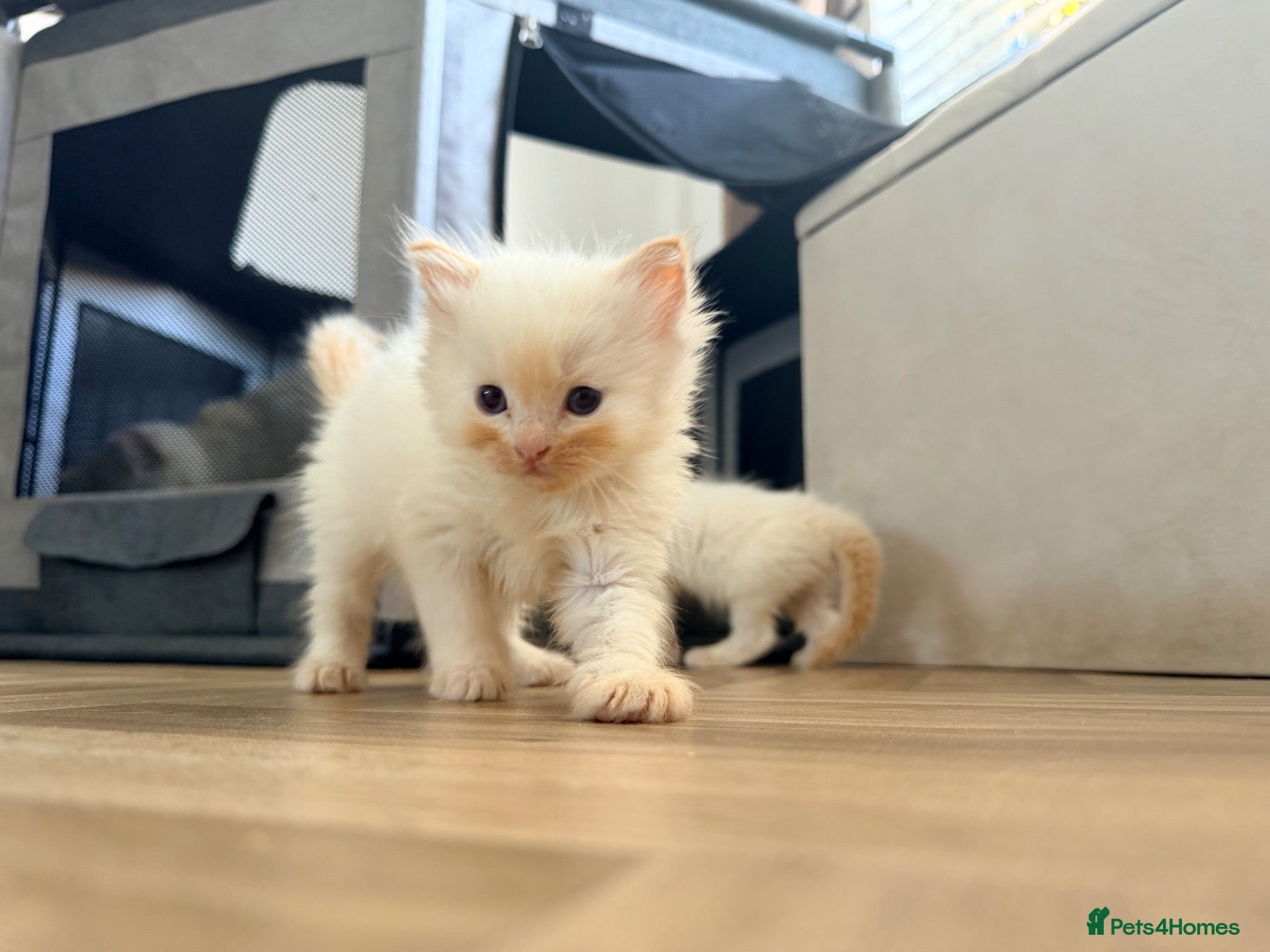Ragdoll cats Last‼️Flame ragdoll kitten✨ - Advert 2
