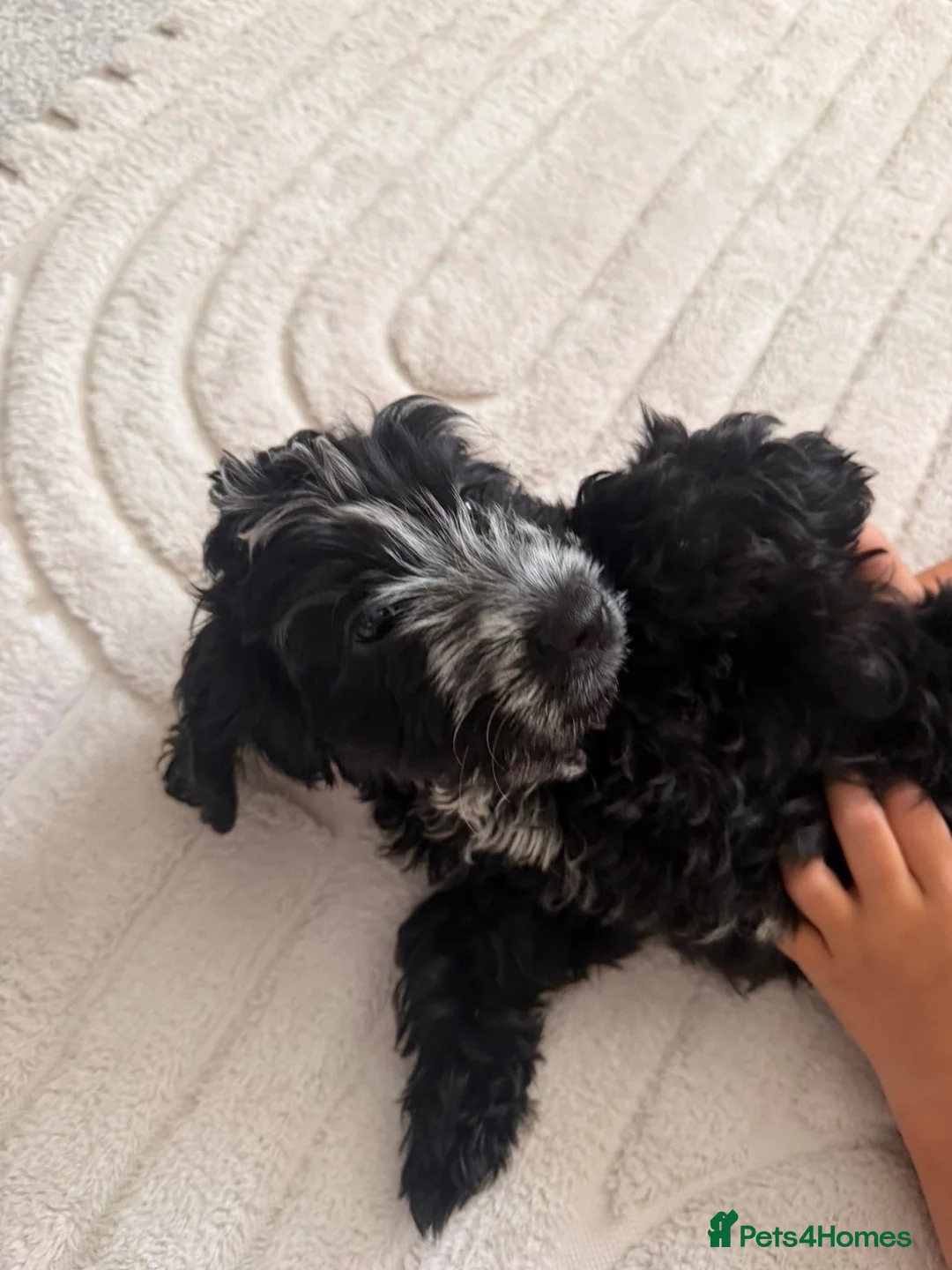 Cocker Spaniel dogs for sale: Cockapoo in Barnsley - Advert 10