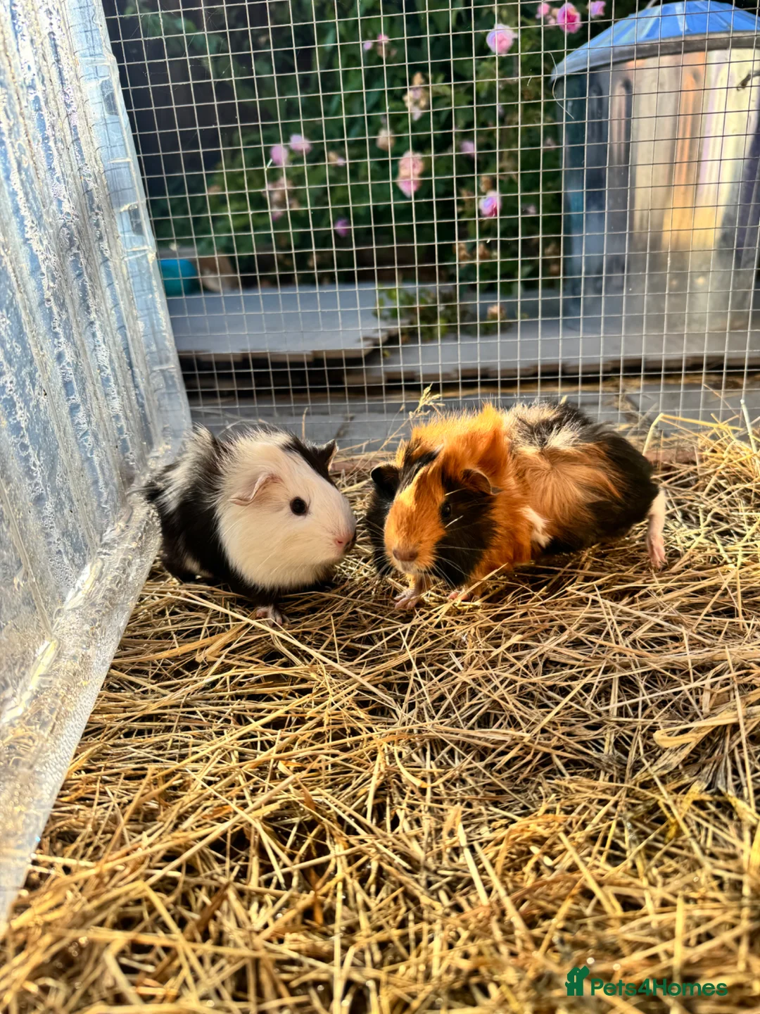 Guinea Pig rodents for sale: Baby sows guinea pigs  - Advert 1