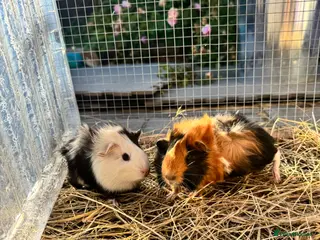 Guinea Pig rodents for sale: Baby sows guinea pigs - Advert 2
