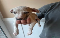 Whippet dogs for sale: Whippet pups  - Image 19