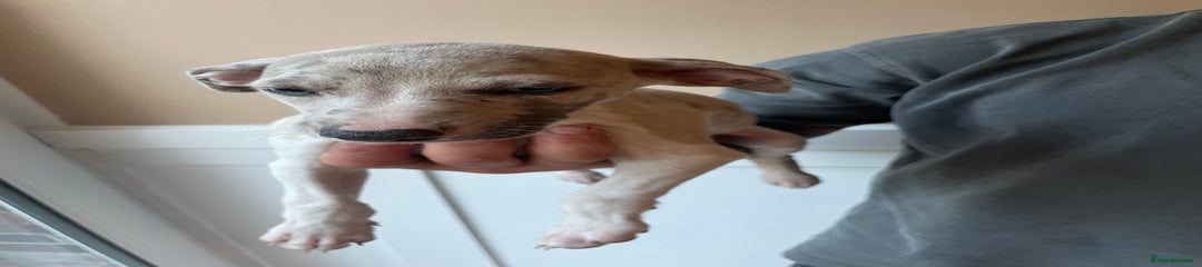 Whippet Puppy 6