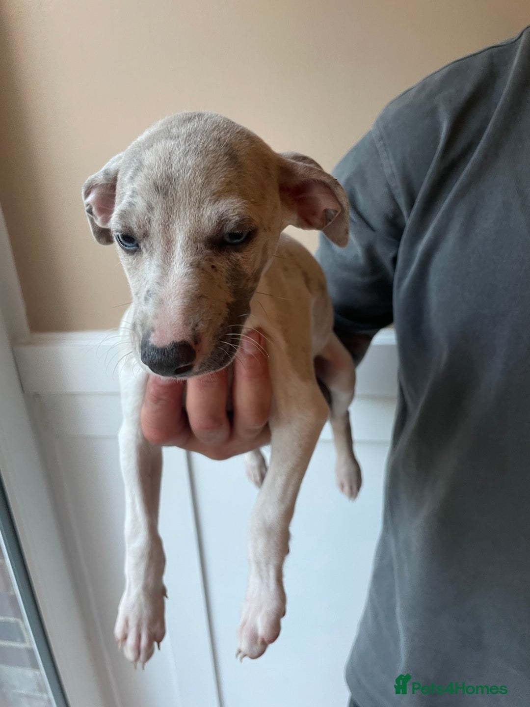 Whippet dogs for sale: Whippet pups  - Image 19