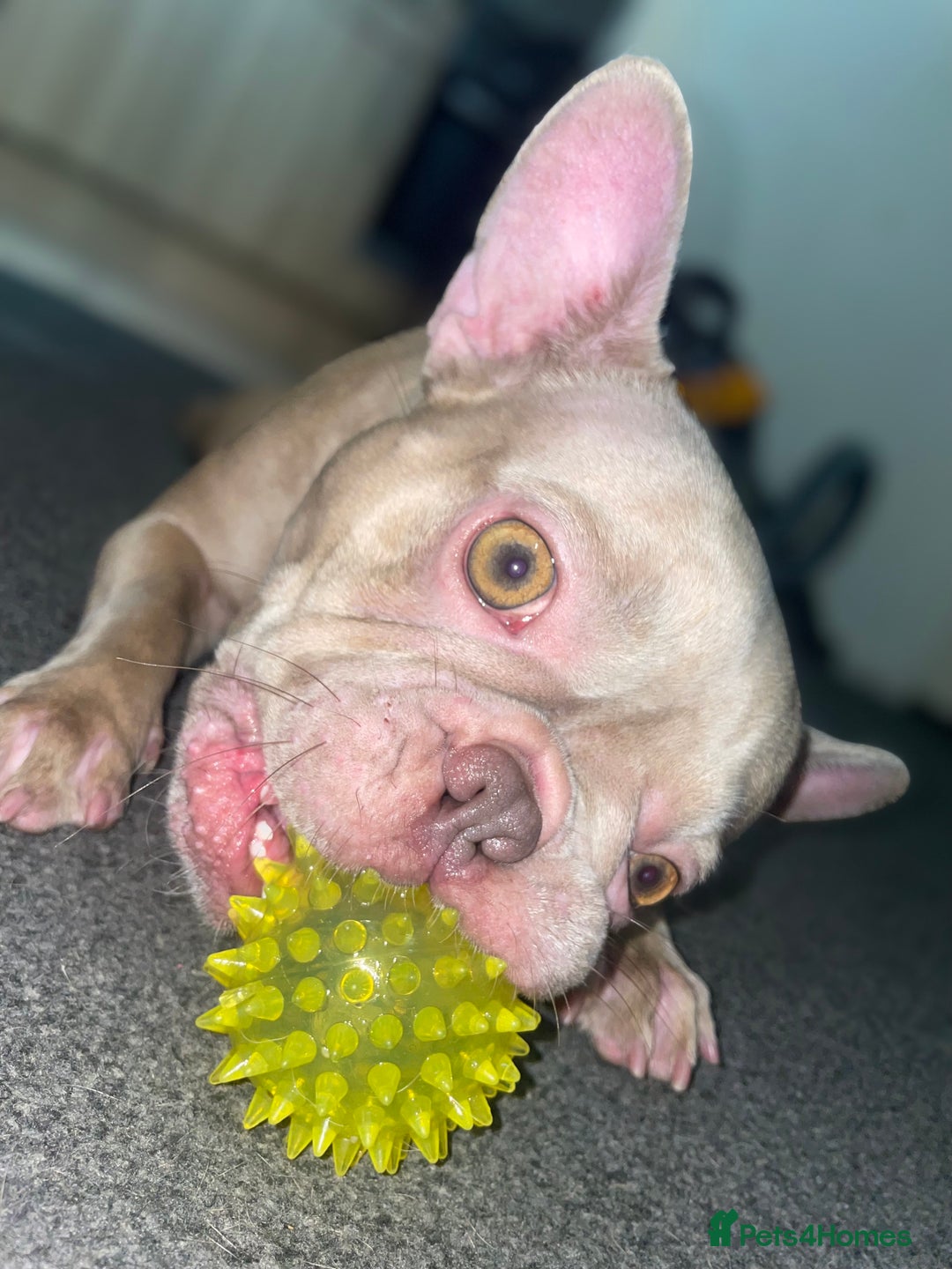 French Bulldog dogs for sale: Female Isabella French bulldog Kc registered  - Advert 3