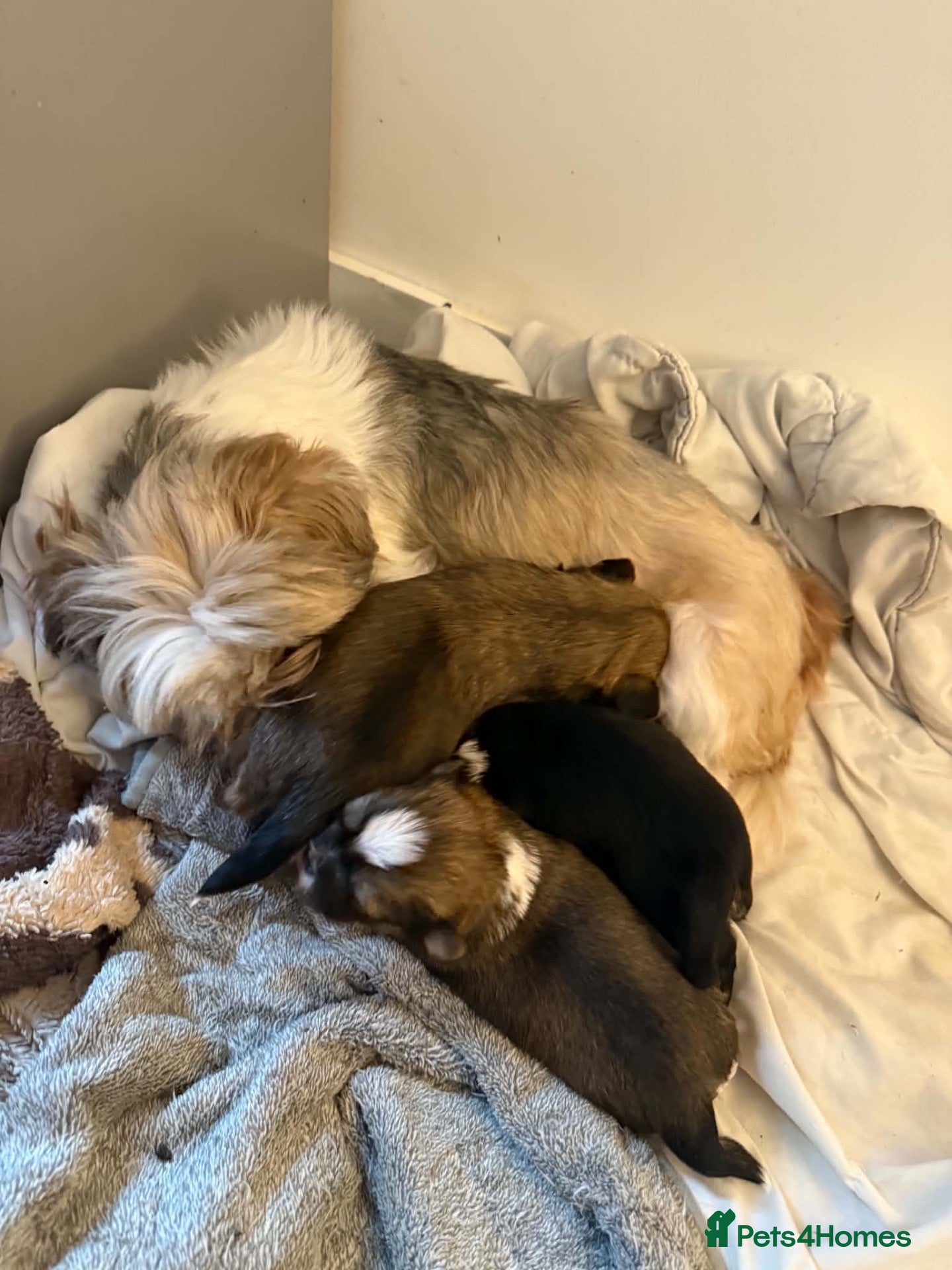 Lhasa Apso dogs 3 male Lhasa apso pups for sale - Advert 11