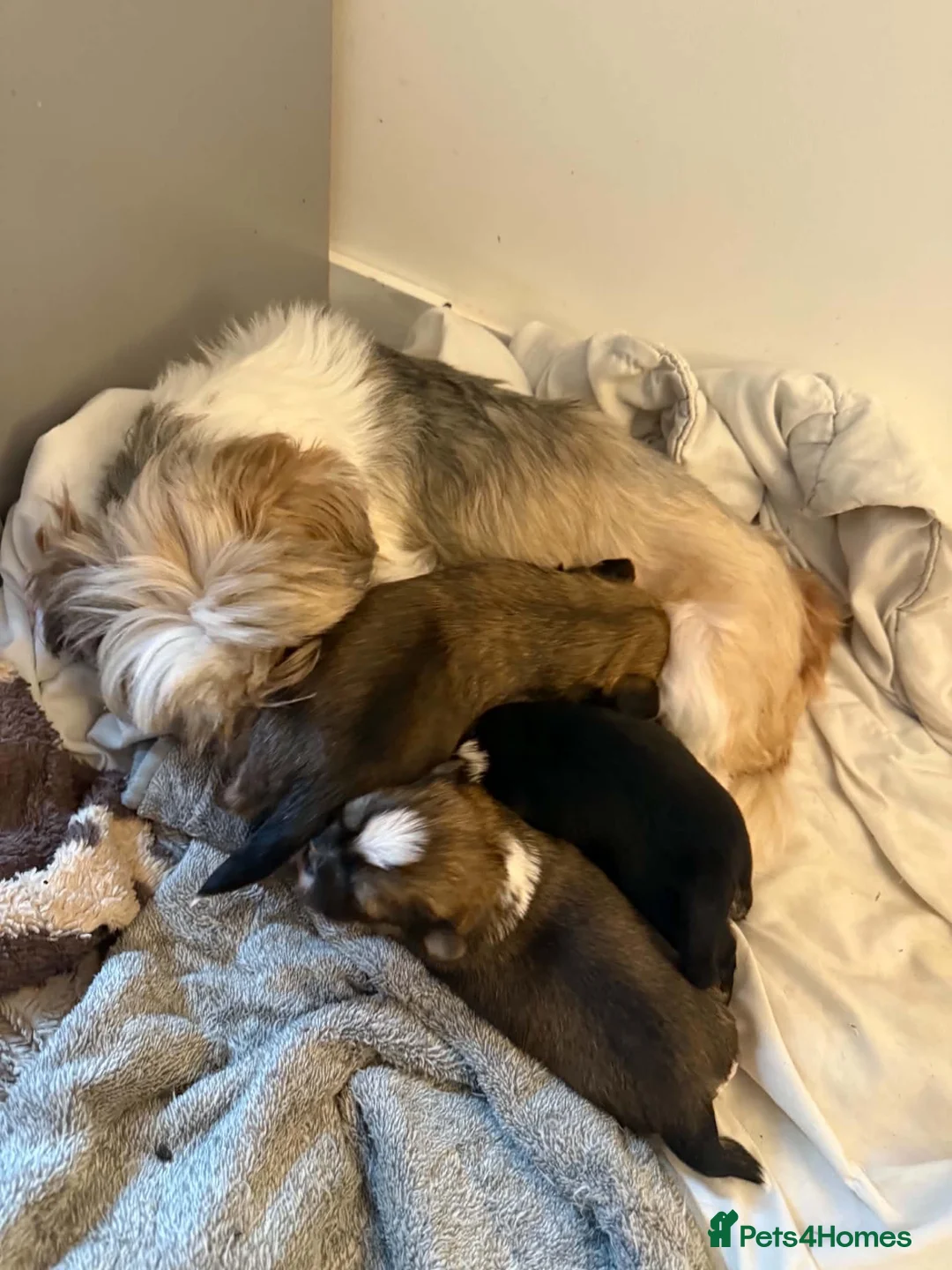 Lhasa Apso dogs for sale: 3 male Lhasa apso pups for sale - Advert 1