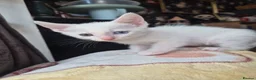 Mixed Breed cats for sale: White Kittens Ready to leave - Advert 17