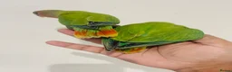 Lovebirds birds for sale: Hand reared lovebirds for sale  - Advert 13