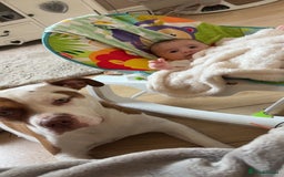 American Bulldog dogs for sale: American bulldog 1 year old  - Image 2