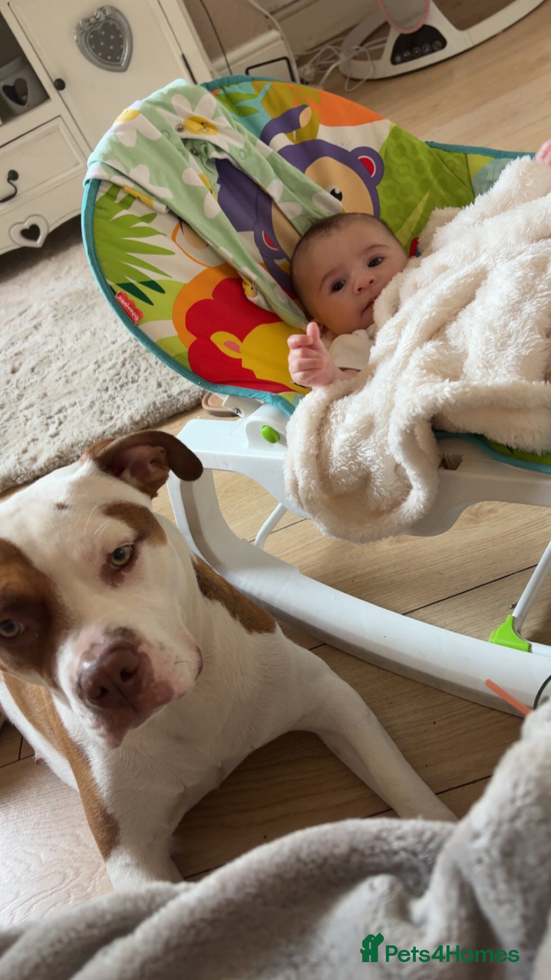 American Bulldog dogs for sale: American bulldog 1 year old  - Image 2