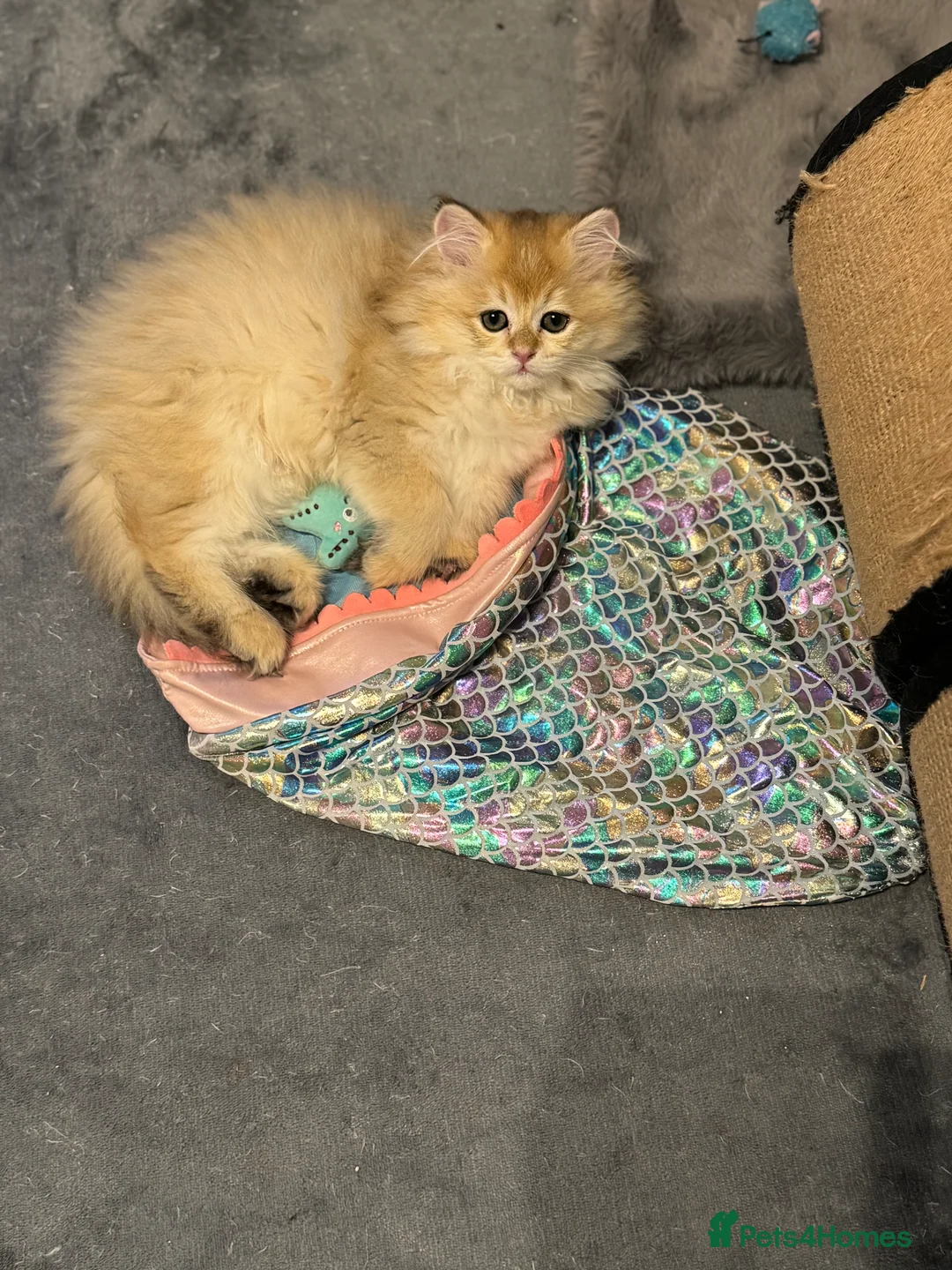 Scottish Fold cats for sale: Scottish Fold and Straight purebreds Kittens - Advert 4