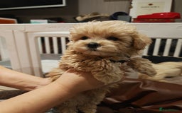 Maltipoo dogs for sale: Maltipoo F1 Toy Size, KC Parents, DNA Tested Clear - Image 11