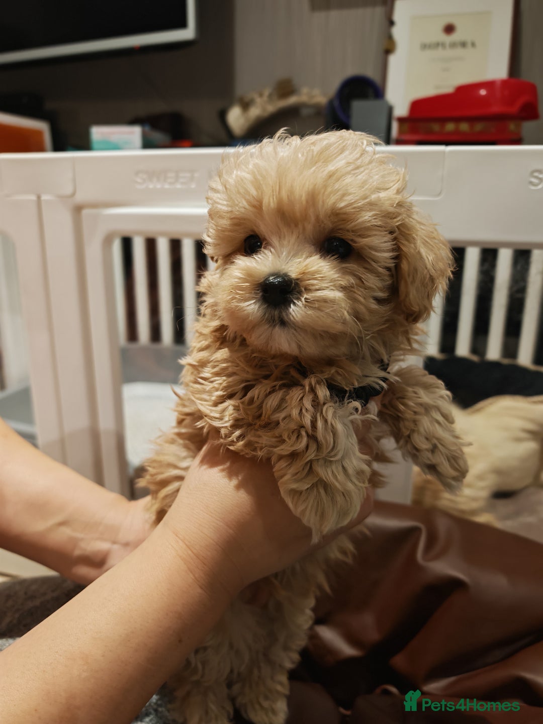 Maltipoo dogs for sale: Maltipoo F1 Toy Size, KC Parents, DNA Tested Clear - Image 11