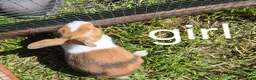Dutch rabbits for sale: Dutch rabbits  - Advert 3