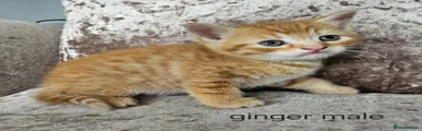 Mixed Breed Kitten 2 ginger male