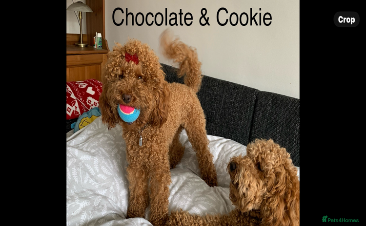 Cockapoo dogs - Advert 4
